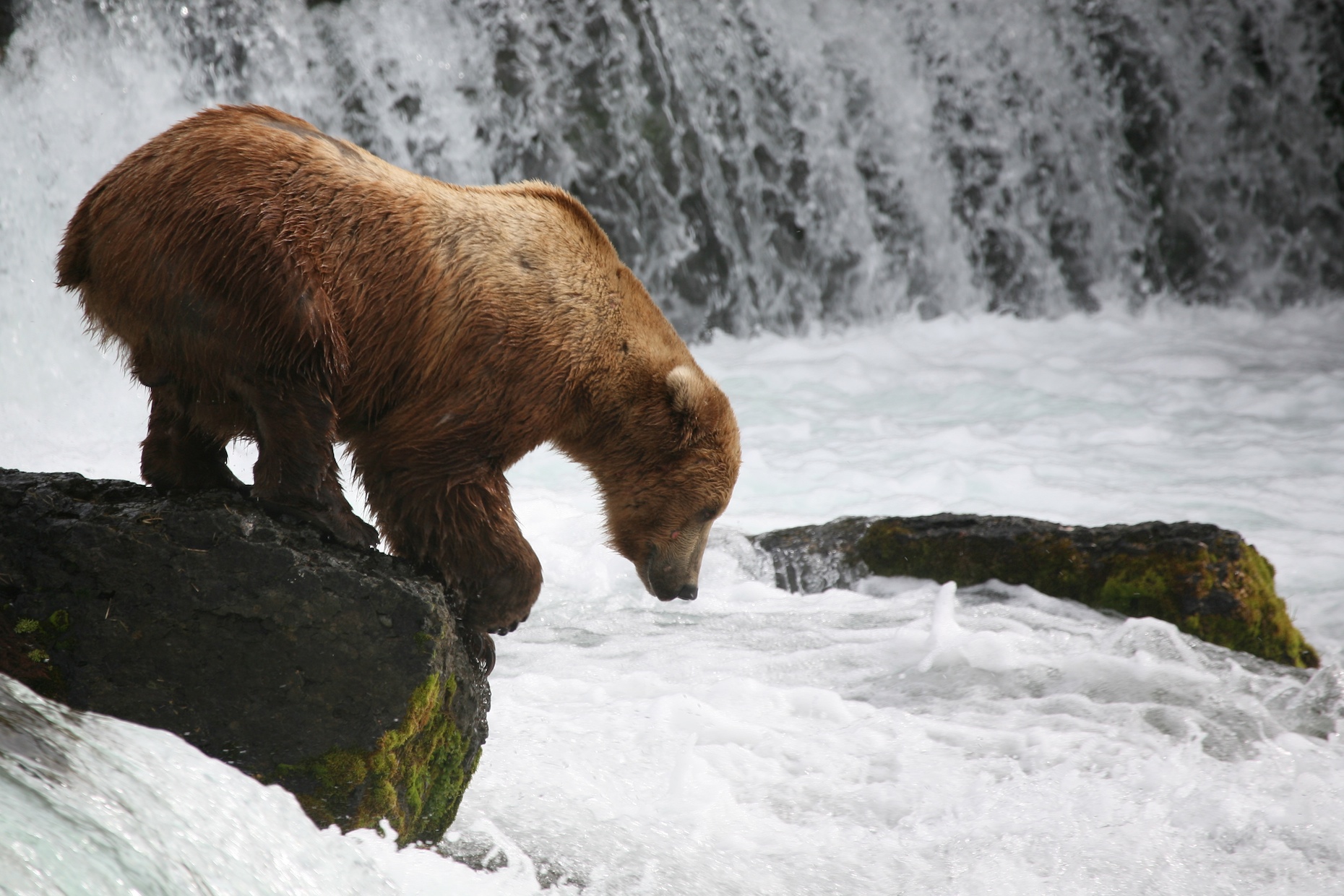 Alaskan Brown Bear