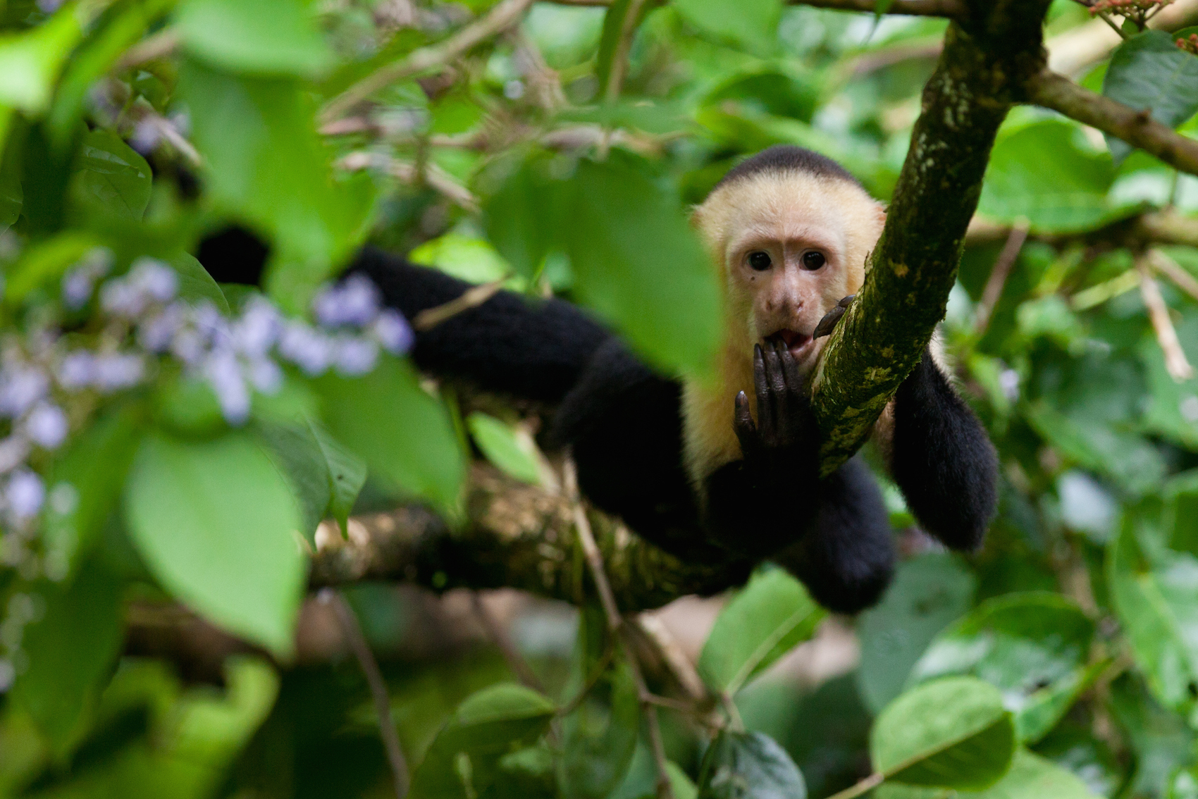 Capuchin (Costa Rica)