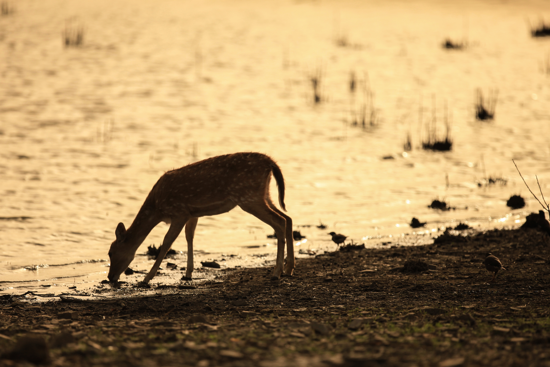 Chital Deer (India)