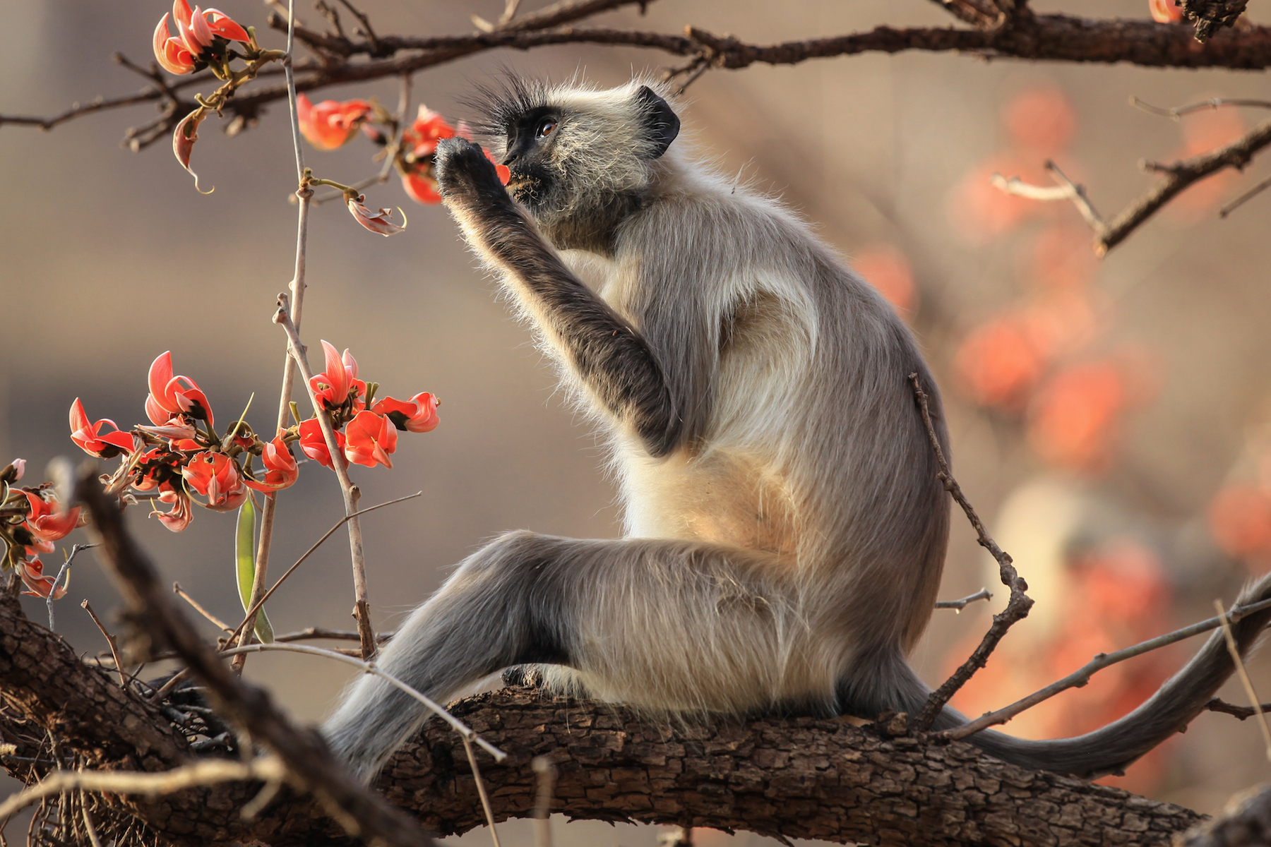 Langur Monkey Eating Blossoms (India)