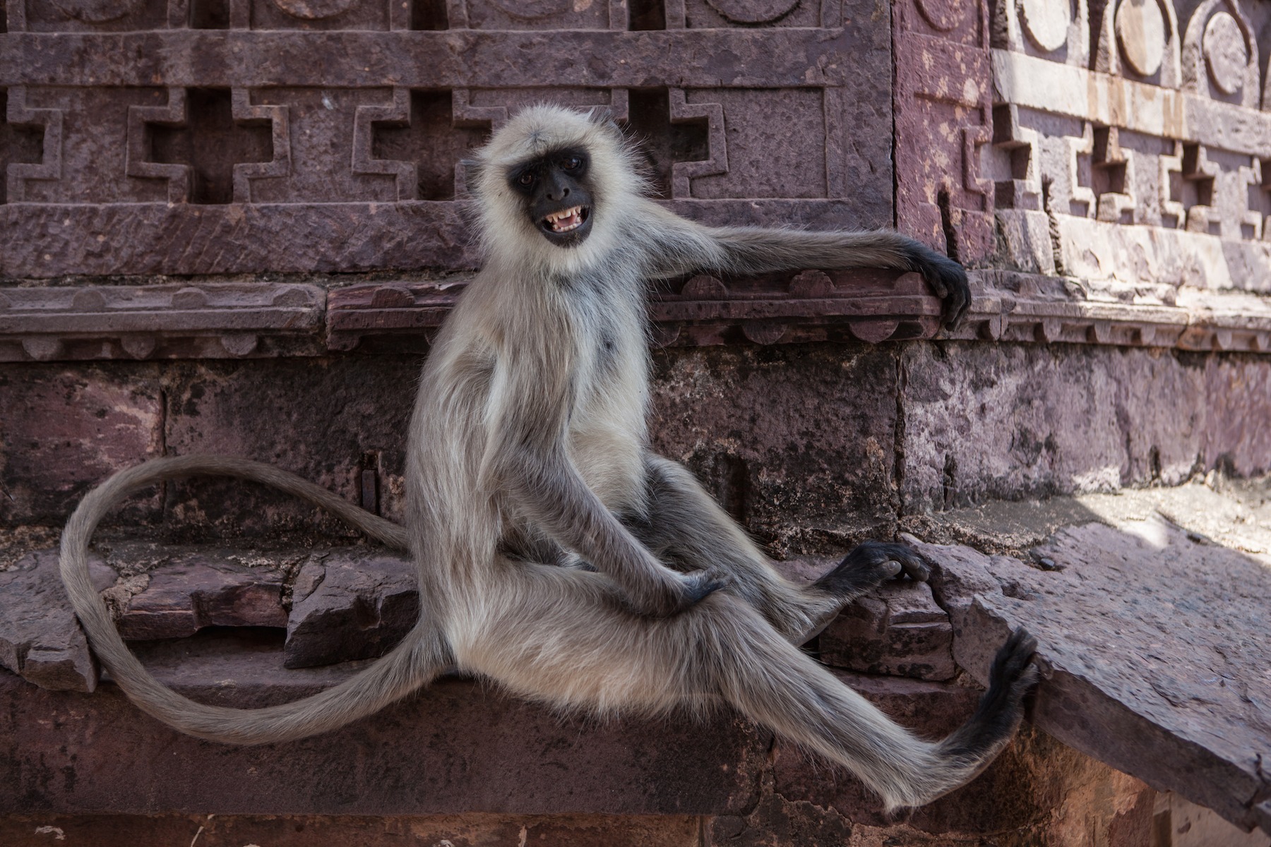 Langur Monkey (India)
