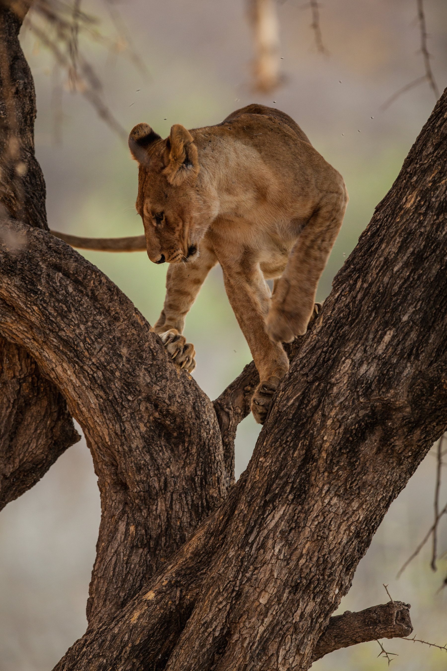 Lion Climbs a Tree