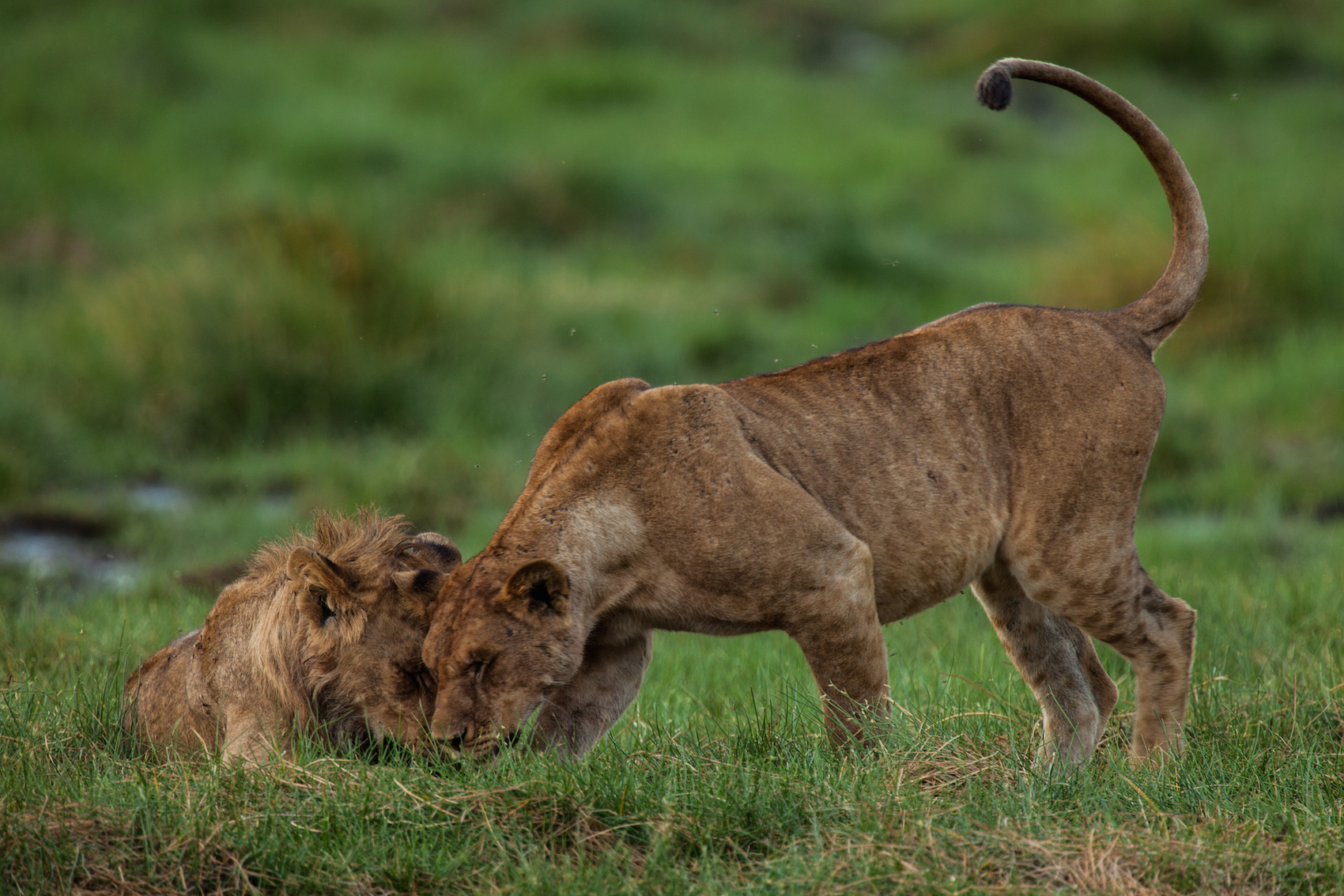 Lion Head Rubbing