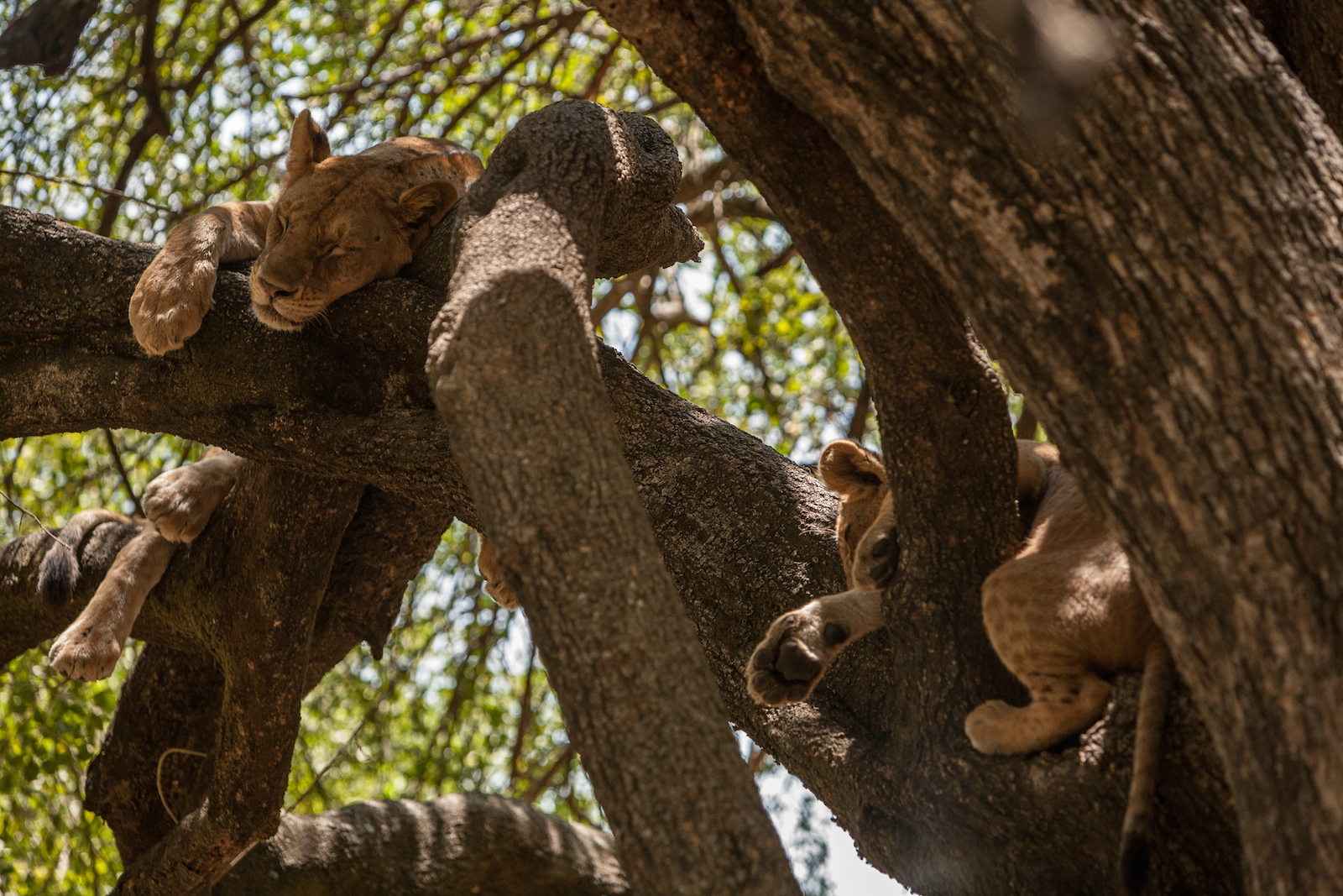 Lions Sleeping in a Tree