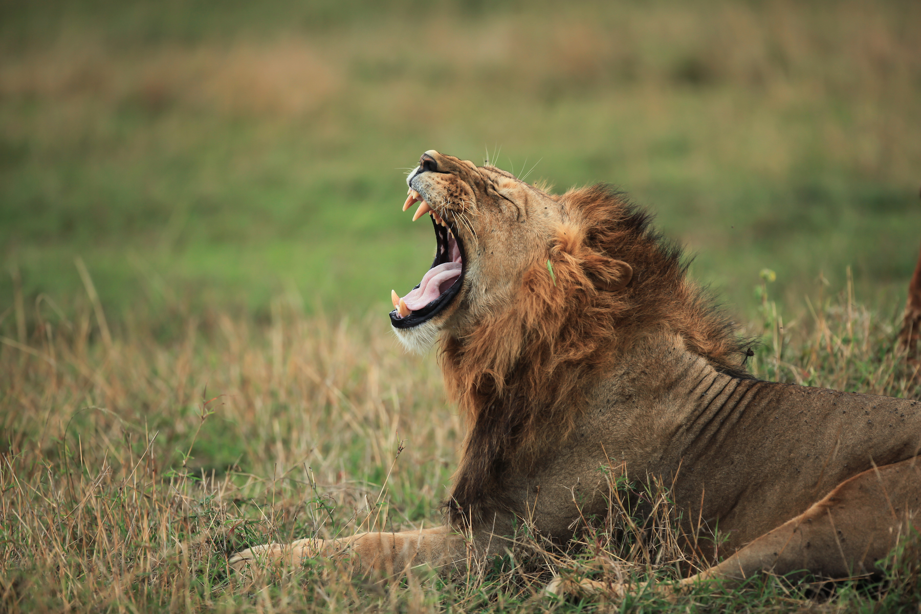 Serengeti Lion (Tanzania)