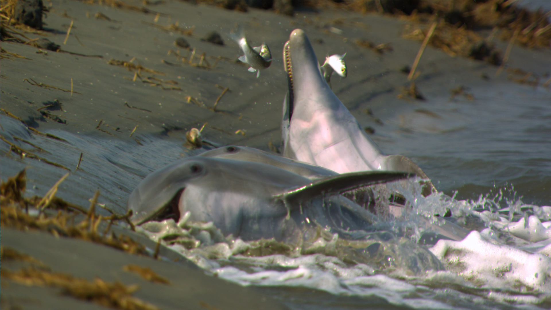 Strand Feeding Dolphins