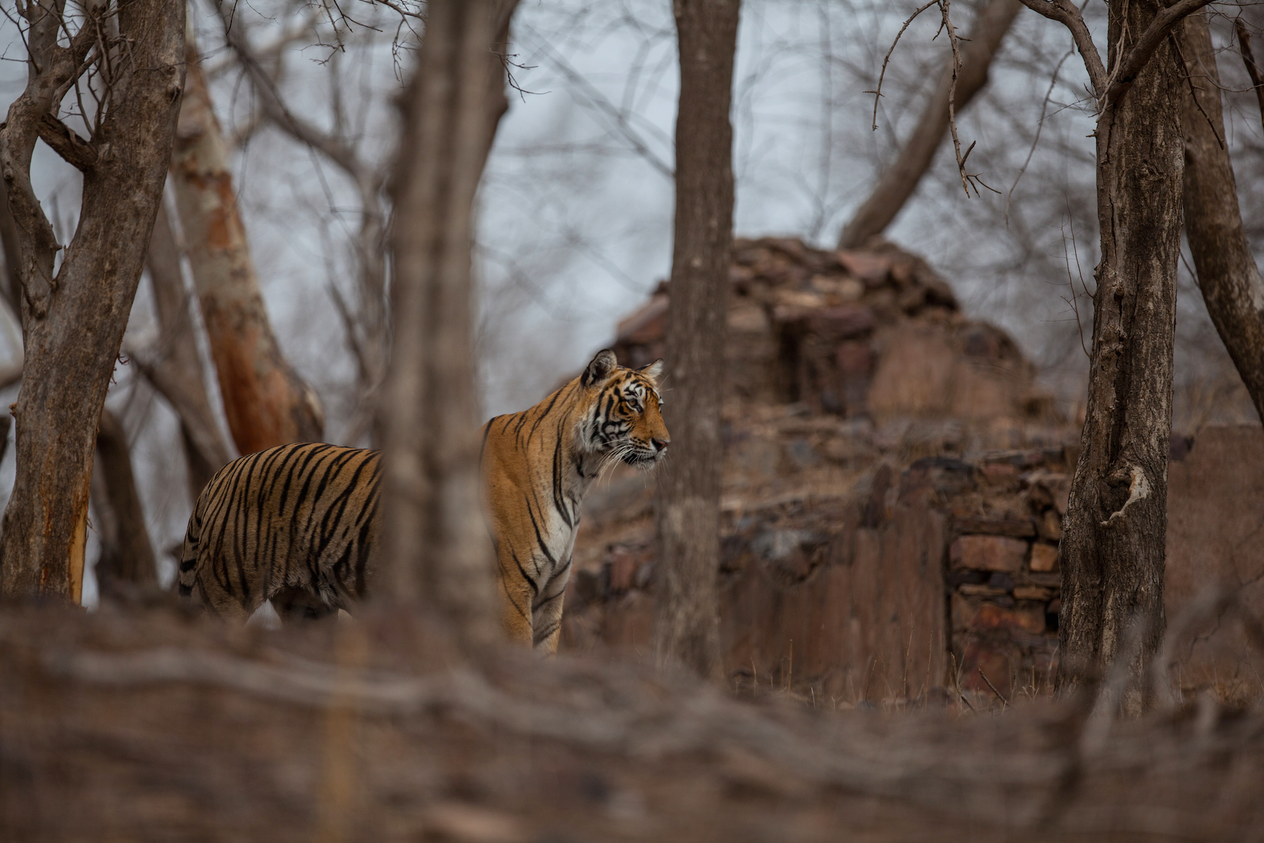 Tiger (India)