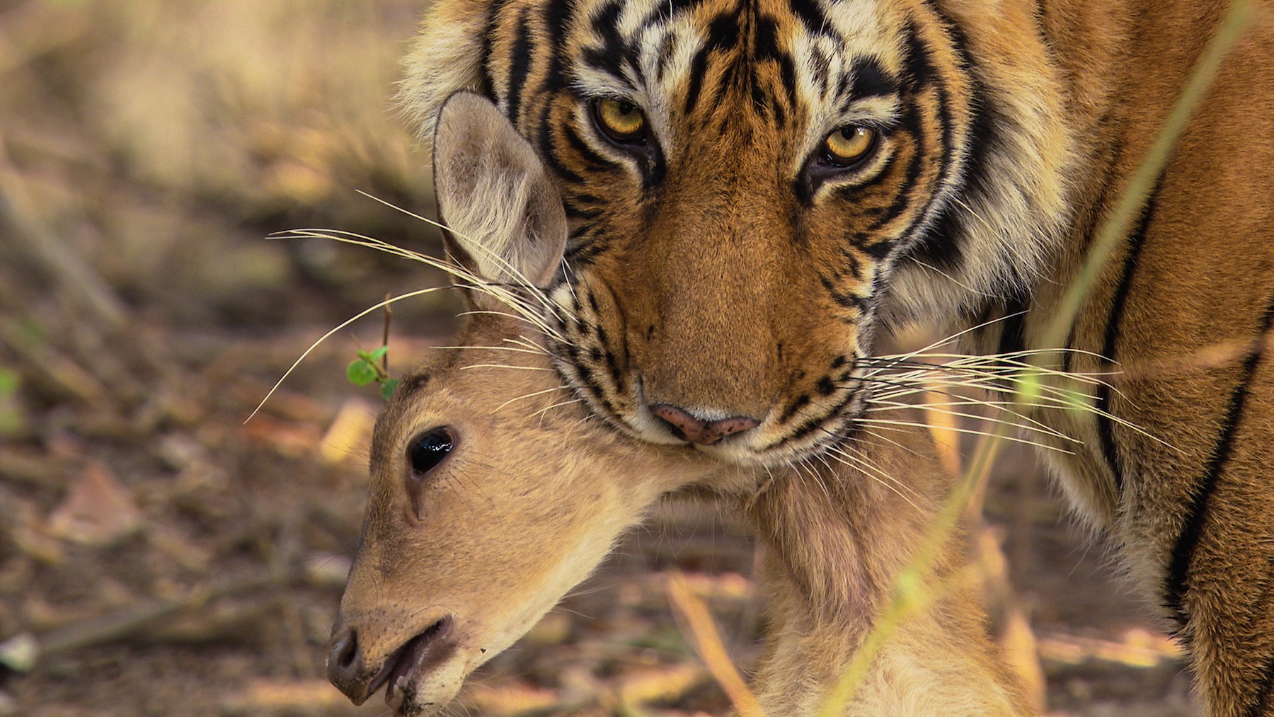 Tiger with a Kill (India)