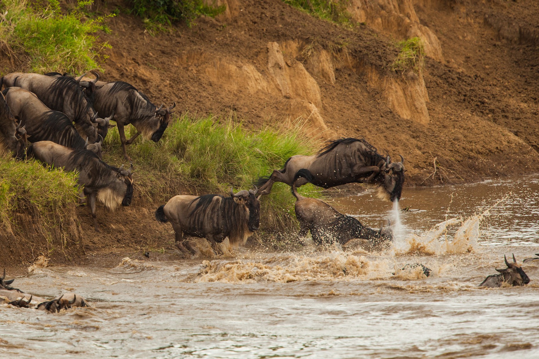Wildebeest Crossing the Mara