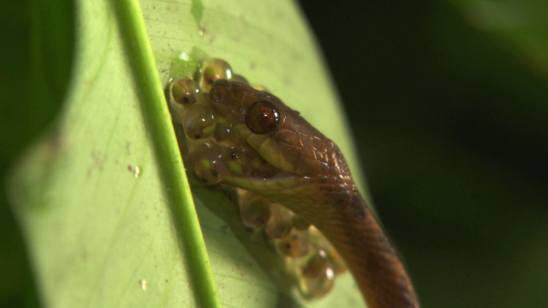 cateyed tree snake copy